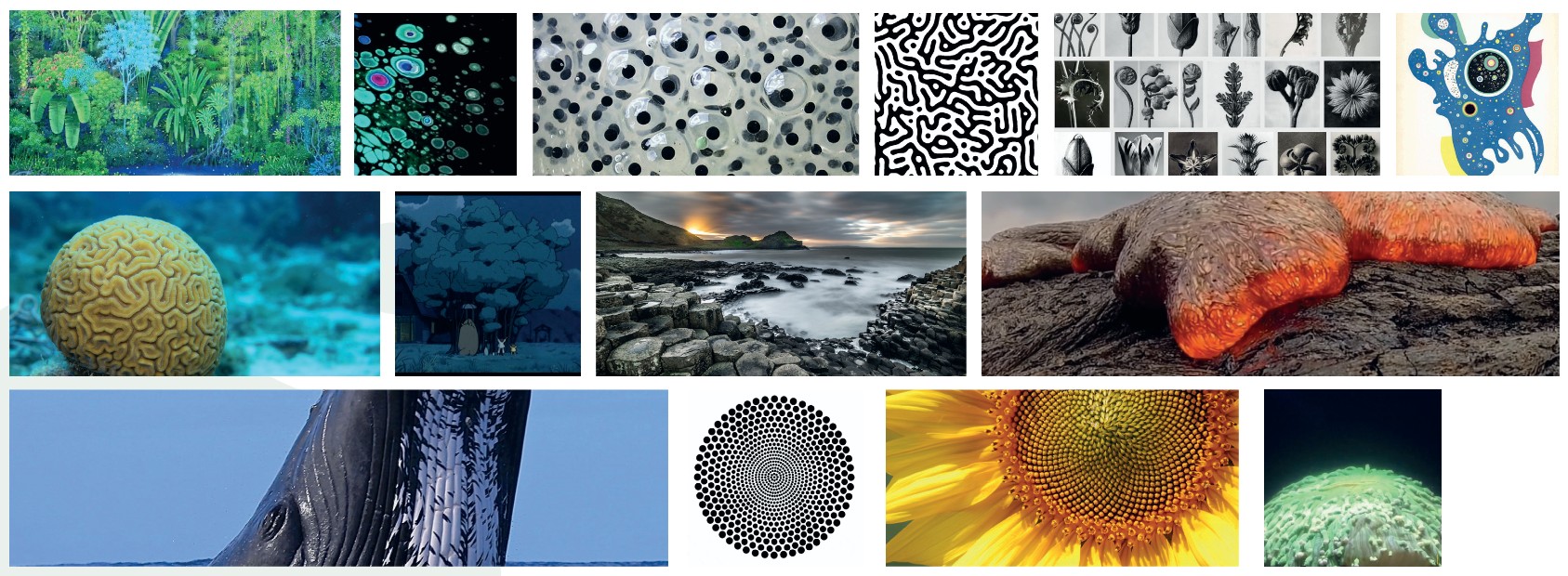 Moodboard d'Aents, composé d'image d'entitées vivantes et/ou présentes dans la nature avec des formes intéressantes.